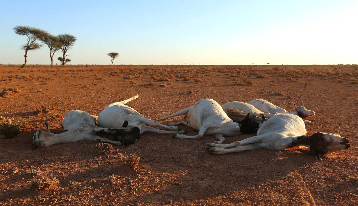 Sejumlah bangkai kambing bergeletakan di daerah gurun Dahar, Puntland, Somalia (15/12). (REUTERS/Feisal Omar)