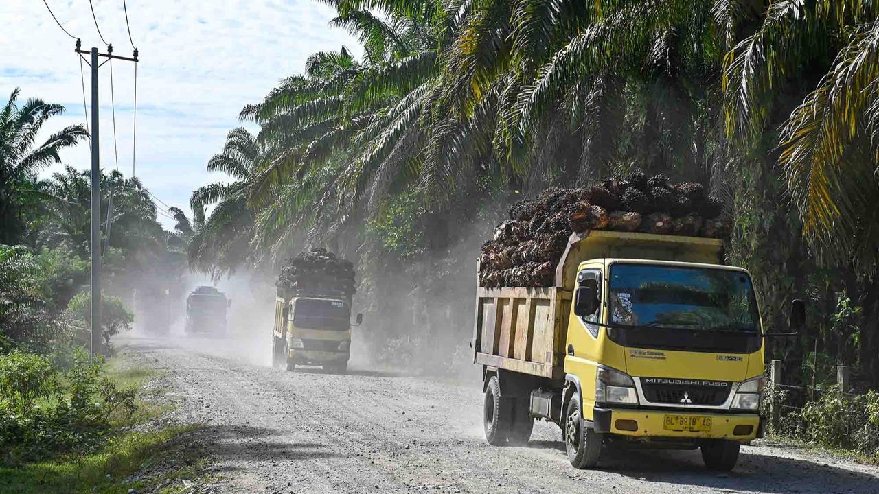 FOTO: Melihat Perkebunan Kelapa Sawit Rakyat Terbesar di Provinsi Aceh