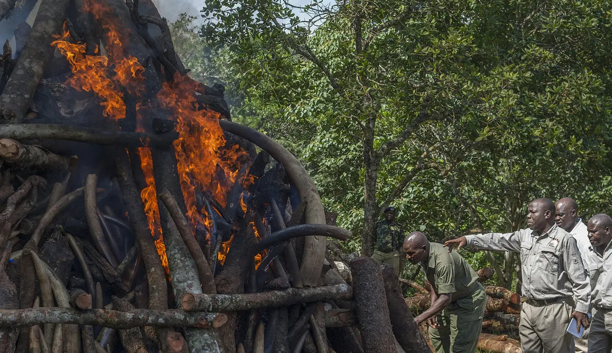 Petugas berwenang Malawi membakar 2,6 ton gading gajah selundupan dari Tanzania, Senin (14/3/2016). Gading sebanyak 781 buah tersebut senilai hampir USD3 Juta (sekitar Rp39 miliar). (AMOS GUMULIRA/AFP)