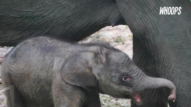 Bayi gajah yang baru dilahirkan dari induknya yang bernama Riska itu, memiliki berat badan 85 kilogram. 