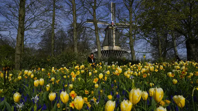 Tulip Belanda