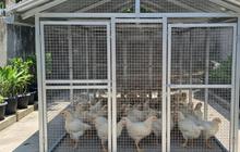9 Desain Kandang Ayam Baja Ringan, Praktis dan Tahan Lama