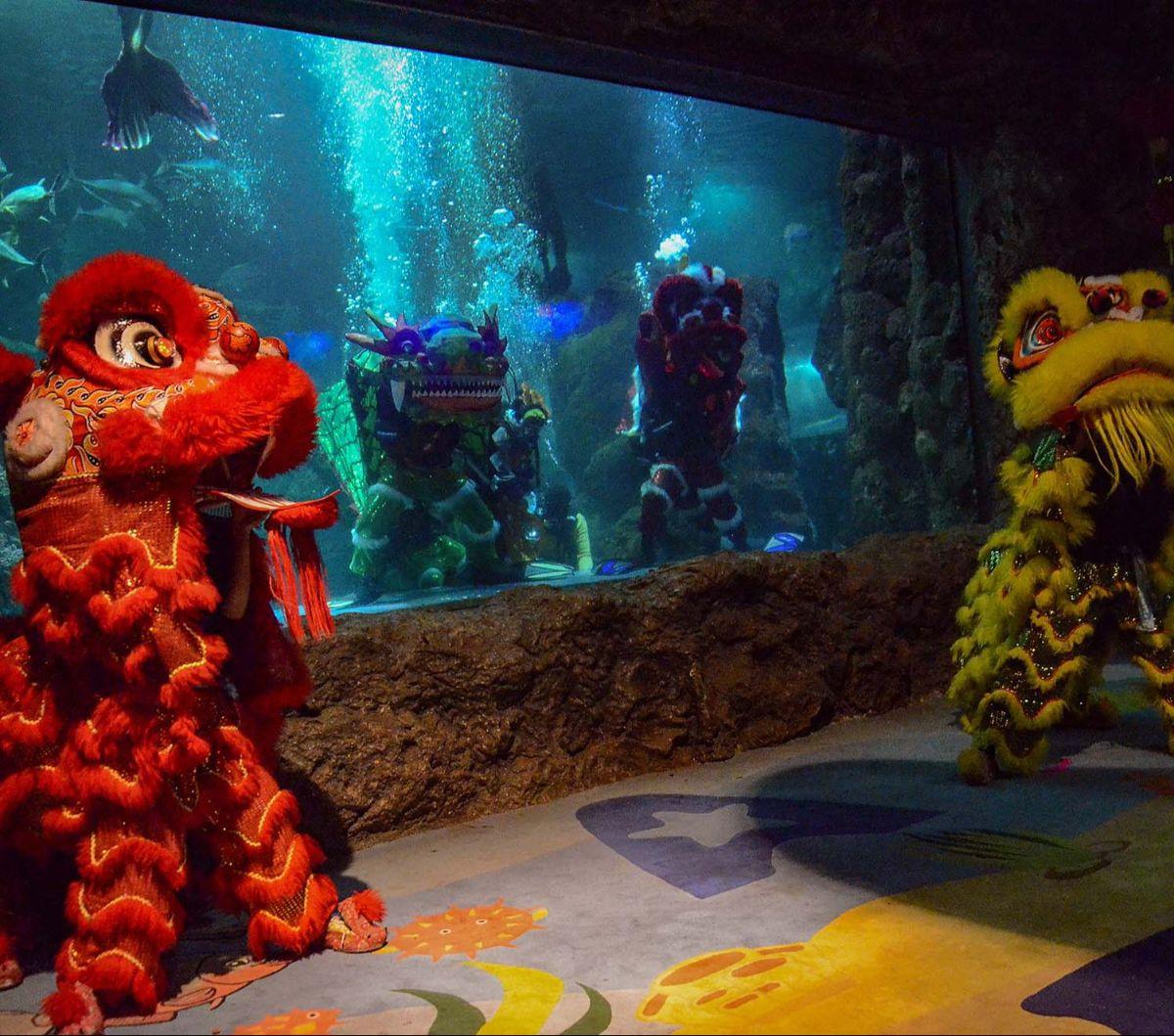 Atraksi barongsai di dalam akuarium menghibur pengunjung Sea World Ancol, Jakarta, Kamis (8/2/2024). Atraksi barongsai tersebut diadakan untuk menyambut Tahun Baru Imlek 2575 Kongzili yang jatuh pada 10 Februari mendatang.&nbsp;Foto: Merdeka.com/Arie Basu