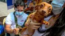 Seekor anjing peliharaan menerima vaksin rabies gratis di Manila, Filipina, pada 28 September 2020. Hari Rabies Sedunia diperingati tiap 28 September untuk menyebarkan kesadaran akan pencegahan rabies pada hewan peliharaan. (Xinhua/Rouelle Umali)