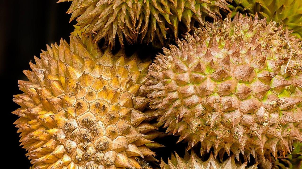 Panen Ratusan Biji Tiap Hari! Serunya Berwisata ke Kebun Durian Bawor  Pati, Jumlah Pohonnya Capai Seribu