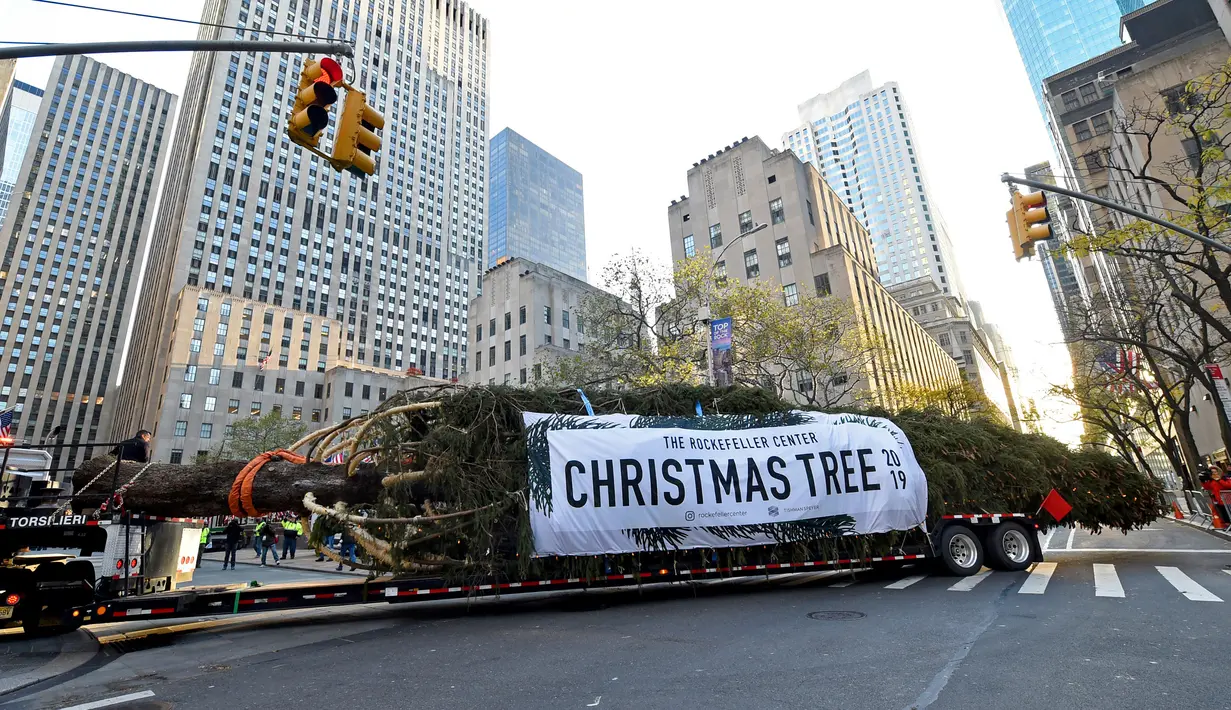 Truk trailer bak terbuka membawa pohon Natal untuk didirikan di Rockefeller Center, New York pada 9 November 2019. Pohon cemara Norwegia tersebut memiliki tinggi 77 kaki atau 12 meter dengan berat 77 ton yang akan dinyalakan pada 4 Desember mendatang. (Diane Bondareff/AP Images for Tishman Speyer)