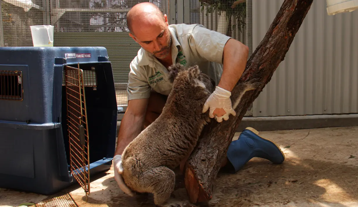 Anggota staf memindahkan koala yang diselamatkan di Kebun Binatang Taronga di Sydney (17/12/2019). Koala-koala itu dipindahkan ke Kebun Binatang Taronga Sydney. Mereka akan berada di sana sampai aman sebelum dikembalikan ke alam liar. (AFP/Taronga Zoo)