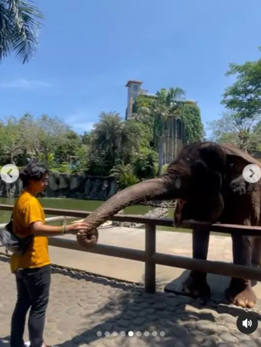 Bintang film Benyamin Biang Kerok 2 ini berusaha untuk memberi makan seekor gajah. Sayangnya hanya sampai diambil oleh belalainya. (Foto: Instagram/@ajil_ditto08)