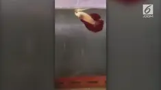 Ikan cupang dijadikan peyek gegerkan media sosial.
