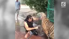 Tanpa rasa takut, seorang pria memandikan harimau yang terlihat cukup agresif.