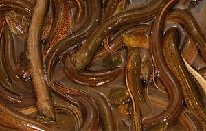 Ilustrasi belut (pixabay.com)