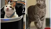 Kucing Istana Negara Bobby Kertanegara Vs Willow dari Gedung Putih, Mana Favorit Anda?