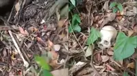 Niat Cari Madu di Hutan, Warga Malah Temukan Tengkorak Manusia