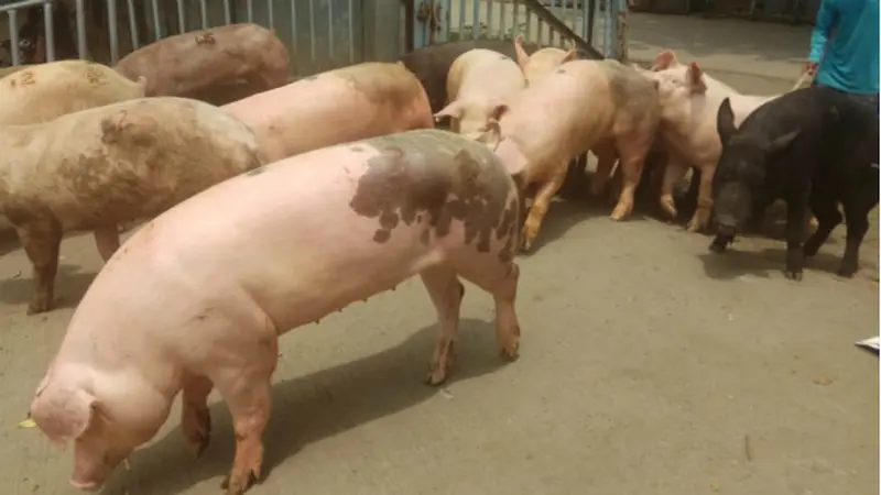 Kasus kematian babi di Sumut