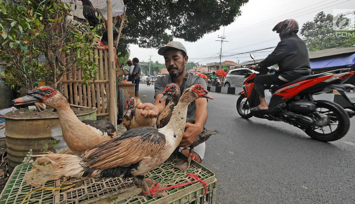 Pedagang memberi makan entok di kawasan jalan raya Bogor KM 32, Depok, Selasa (12/6). Menjelang perayaan Idul Fitri 1439 H, para pedagang ayam dan entok mulai memadati pinggir jalan raya Bogor KM 32. (Liputan6.com/Herman Zakharia)