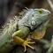 Perbedaan Iguana dan Bunglon: Kenali Ciri Fisik, Habitat, hingga Tips Memeliharanya