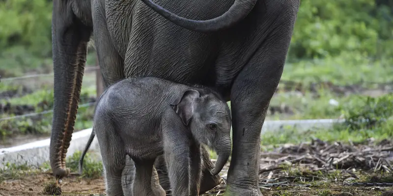 Potret Lucu Bayi Gajah Sumatera yang Lahir di Aceh