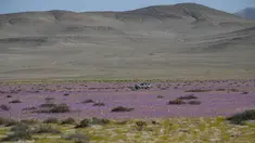 Bunga-bunga bermekaran di gurun Atacama, utara Santiago, Chile, Rabu (13/10/2021). Pada musim hujan yang sangat lebat, fenomena alam yang dikenal sebagai gurun yang berbunga terjadi, membuat benih dari 200 tanaman gurun tiba-tiba berkecambah sekitar dua bulan setelah hujan. (MARTIN BERNETTI/AFP)