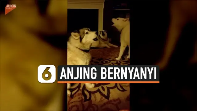 anjing bernyanyi