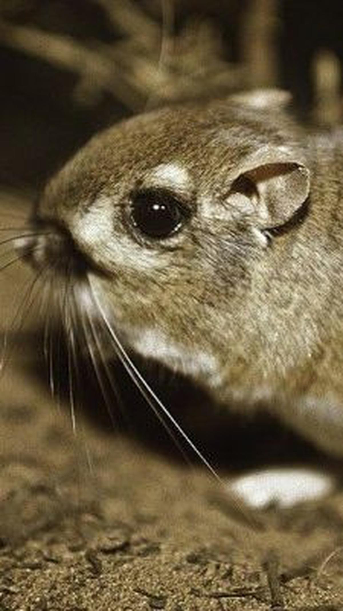 Kanguru Tikus (5 Tahun)