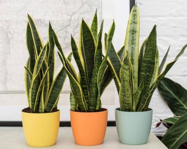 Lidah Mertua (Sansevieria)