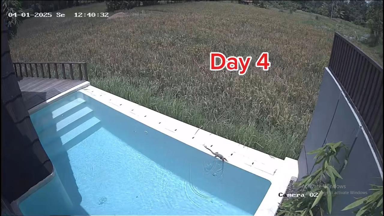 Dikta Bagikan Kondisi Vilanya Lewat CCTV, Ada 'Tamu' Tak Diundang Berenang di Kolam Berhari-hari