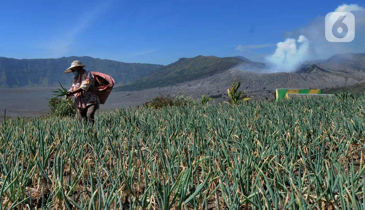 Warga membersihkan rumput liar pada areal pertanian berlatar belakang kaldera Gunung Bromo di kawasan Cemoro Lawang, Probolinggo, Kamis (9/9/2021). PPKM Darurat membuat kawasan kaldera Gunung Bromo sepi wisatawan sehingga warga memanfaatkan waktunya mengolah lahan pertanian (merdeka.com/Arie Basuki)