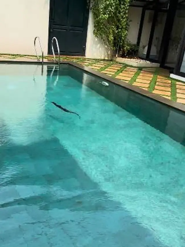 7 Momen Drama Rumah Teuku Wisnu yang Didatangi Biawak, Ujungnya Dievakuasi Damkar