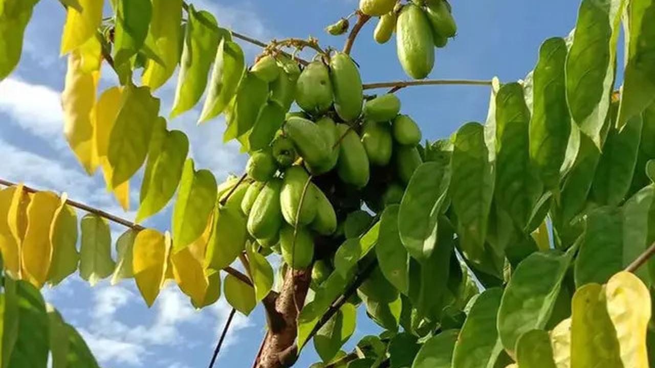 Cara Ampuh Menghilangkan Pahit Bunga Pepaya dengan Mudah di Rumah