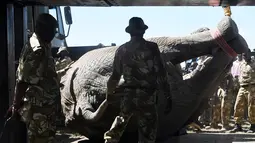 Proses pemindahan puluhan gajah di Lamuria, Nyeri, Kenya, Rabu (21/2). Selain terancam oleh pemburu, gajah-gajah ini juga sering berkonflik dengan para petani yang merasa tanaman mereka dirusak. (AFP PHOTO/SIMON MAINA)