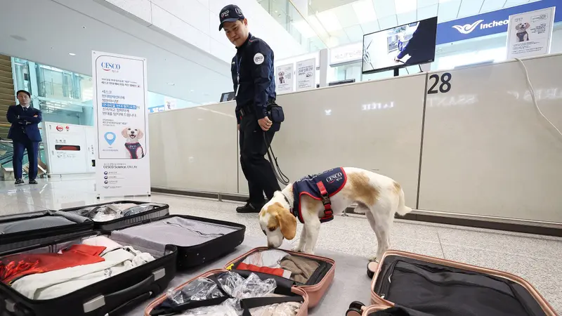 Ceco, anjing pelacak kutu busuk pertama di Korea Selatan di Terminal 2 Bandara Internasional Incheon di Incheon. (Foto: Yonhap)