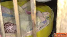 Citizen6, Bekasi: Seekor burung kutilang peliharaan di Jati Kramat, Jatiasih, Bekasi. Bertelur tanpa pasangan. (Pengirim: Dwi Hendy)  