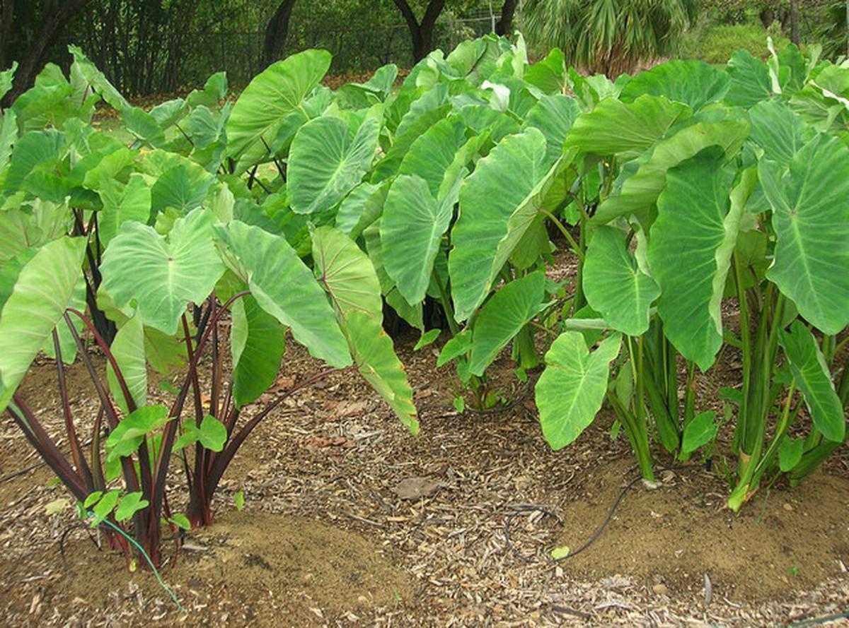 7 Jenis Tanaman Kebun Mini yang Sebaiknya Tidak Ditanam Dekat Rumah