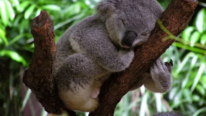 7 Hewan dengan Durasi Jam Tidur Melebihi Manusia