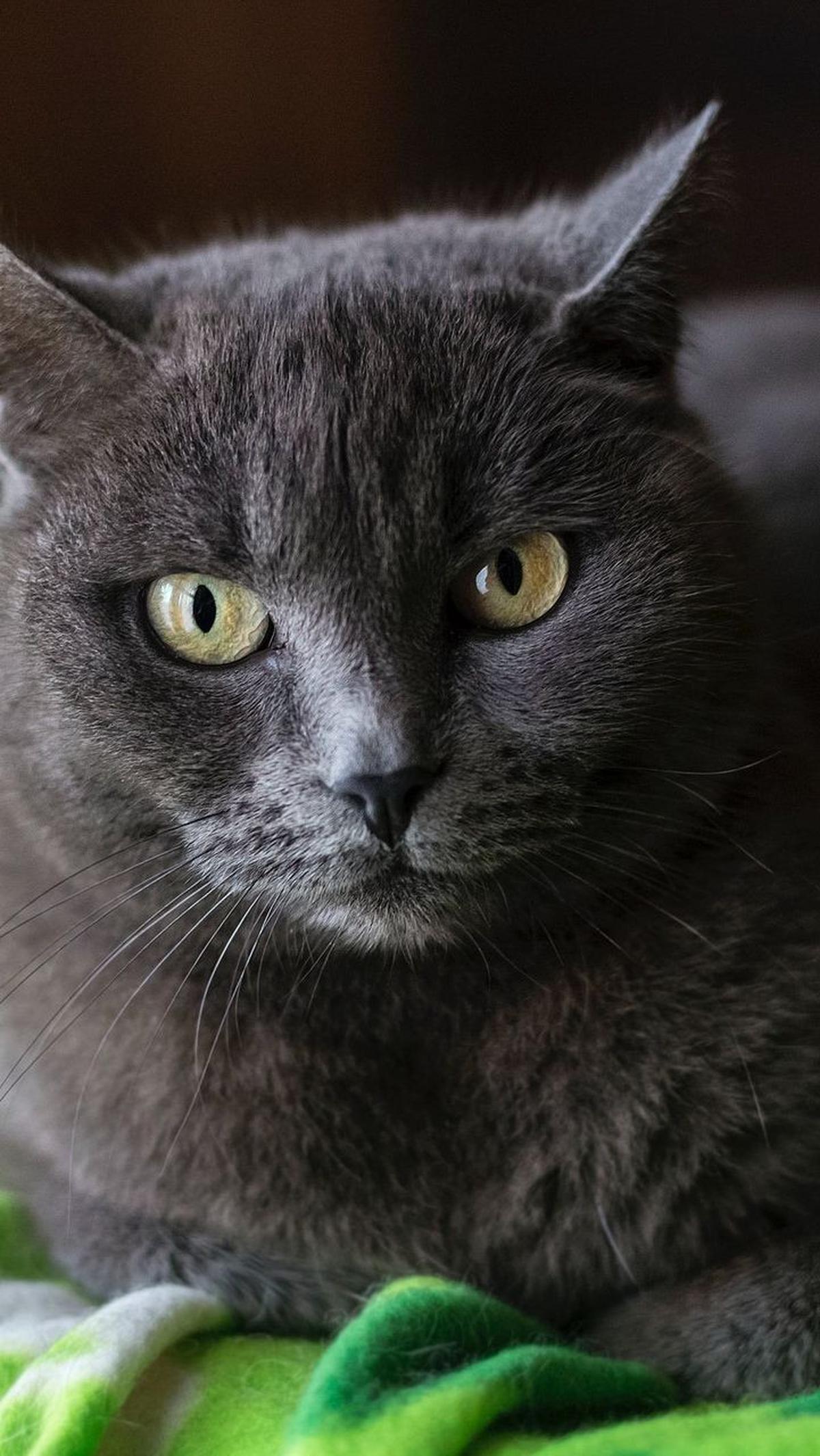 Nama Kucing Bahasa Jepang Lainnya <br>