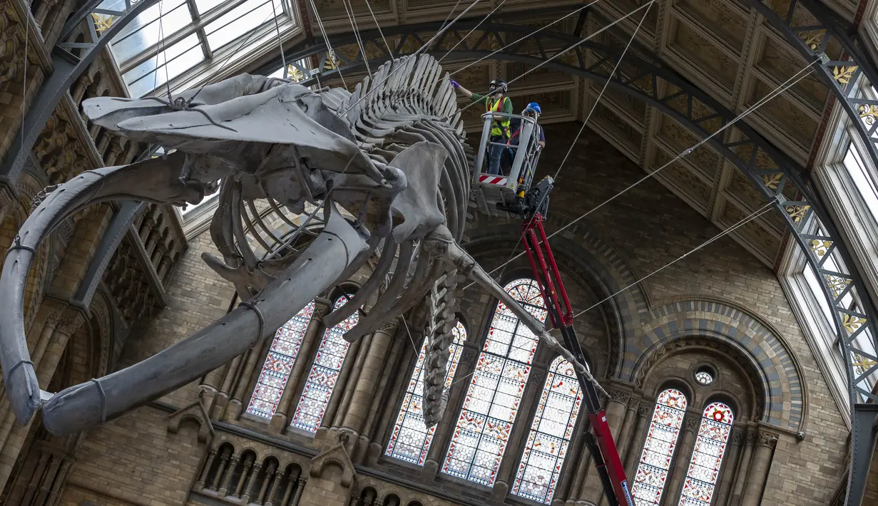 Para staf memoles kerangka paus biru di Hintze Hall, Museum Sejarah Alam, London, Inggris, Senin (27/7/2020). Museum Sejarah Alam London akan kembali dibuka mulai 5 Agustus mendatang. (Xinhua/Han Yan)