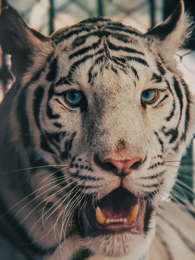 Harimau putih