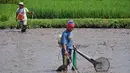 Warga mencari belut dengan alat setrum di persawahan Gerung, Lombok Barat, NTB, Selasa (13/9). Belut hasil tangkapan tersebut dijual seharga Rp. 35 ribu per kg. (Antara)