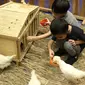 Dua orang anak bermain bersama di kandang ayam saat gelaran Jakarta Indonesia Pet Show 2019 di JIExpo Kemayoran, Jakarta, Sabtu (23/2). Pameran khusus hewan kesayangan/hobi ini berlangsung hingga Minggu (24/2). (Liputan6.com/Helmi Fithriansyah)