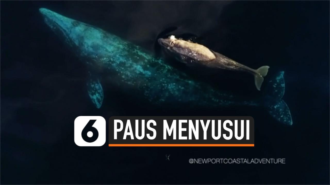 VIDEO: Langka, Penampakan Ikan Paus Menyusui Anaknya