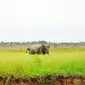 Gajah Sumatera sedang mencari makan di Sebokor, Ogan Komering Ilir, Sumatra Selatan, (25/3). Selain masuk daftar merah spesies yang terancam punah, Gajah Sumatra juga masuk dalam satwa dilindungi menurut UU No 5 Tahun 1990. (Liputan6.com/Gempur M Surya)