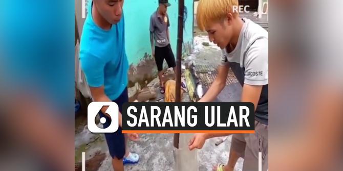 VIDEO: Viral Sejumlah Ular Bersarang di Kasur