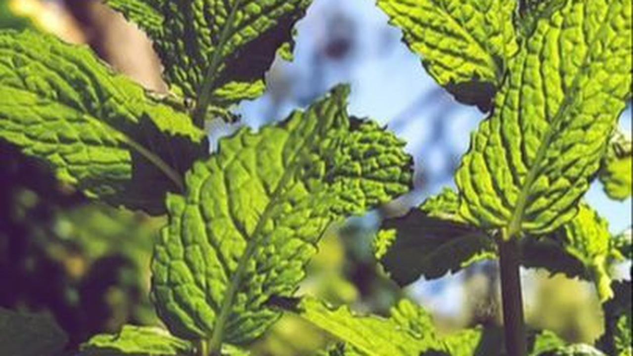 Manfaat Teh Spearmint bagi Kesehatan, Kurangi Jerawat hingga Tingkatkan Daya Ingat