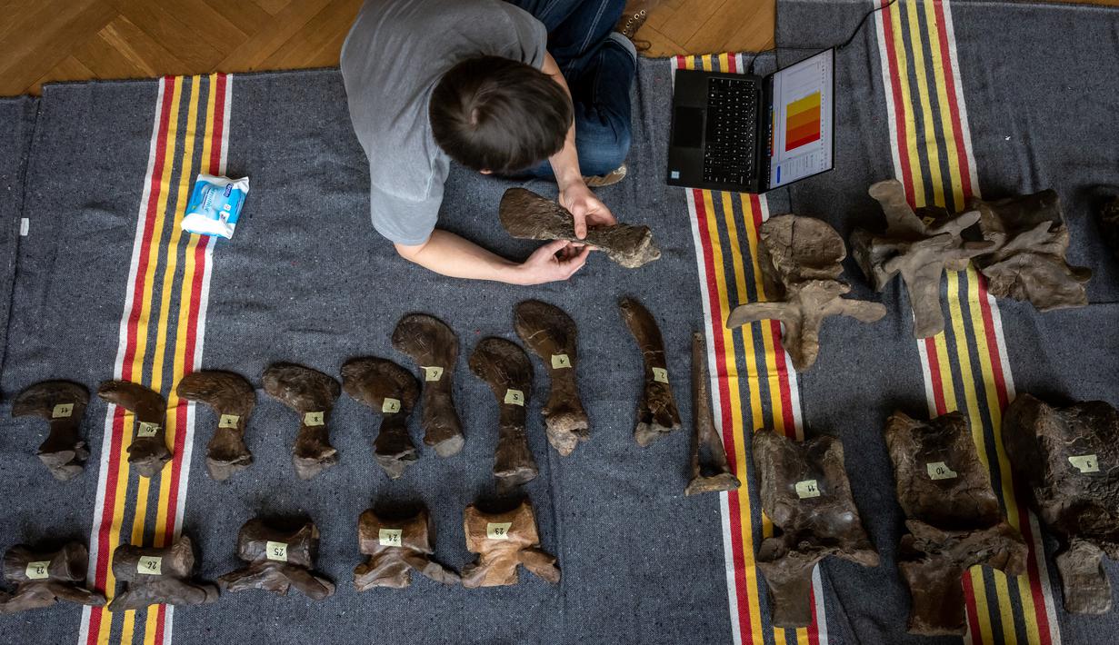 Kurator Museum Dinosaurus Aathal pada hari Selasa membantu menyelesaikan proyek konstruksi terbesar di dunia, yaitu merakit kembali T-Rex berusia 67 juta tahun yang dijuluki Trinity. (Photo by ARND WIEGMANN / AFP)