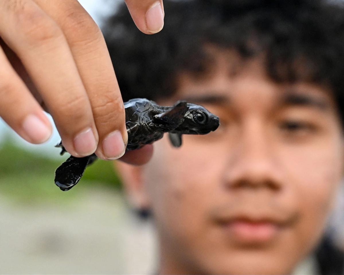FOTO: Puluhan Tukik Lekang Dilepas di Pantai Alue Naga Banda Aceh
