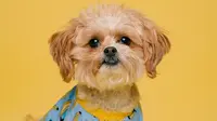 Ilustrasi anjing. /https://unsplash.com/Karsten Winegeart