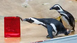 Seekor penguin memeriksa kado hadiah Natal berisi ikan yang diberikan pihak kebun binatang di Hanover, Jerman, Selasa (19/12). Hewan-hewan di sana berpesta dan mendapatkan hadiah sebagai bagian dari program pengayaan hewan. (PHILIPP VON DITFURTH/DPA /AFP)