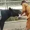 Detik-Detik Evakuasi Tapir Betina Terjebak di Parit Kebun Sawit
