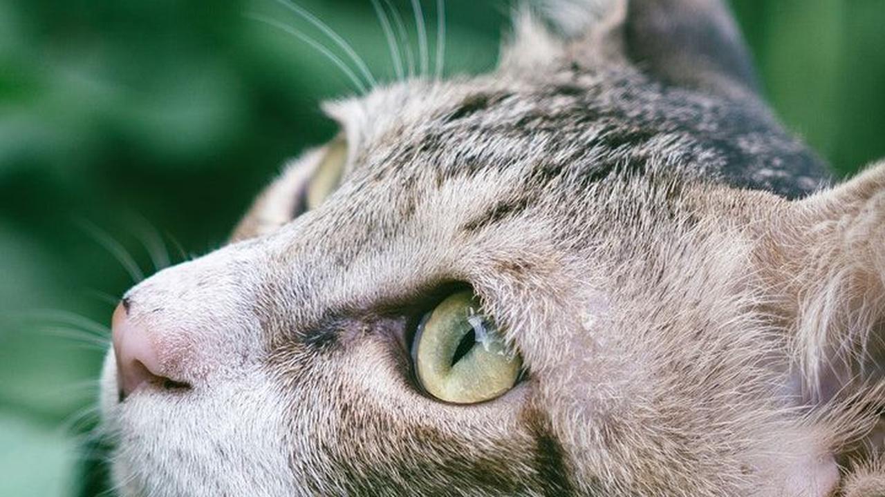 Nama Kucing Jantan Beri Kesan Gagah<br>