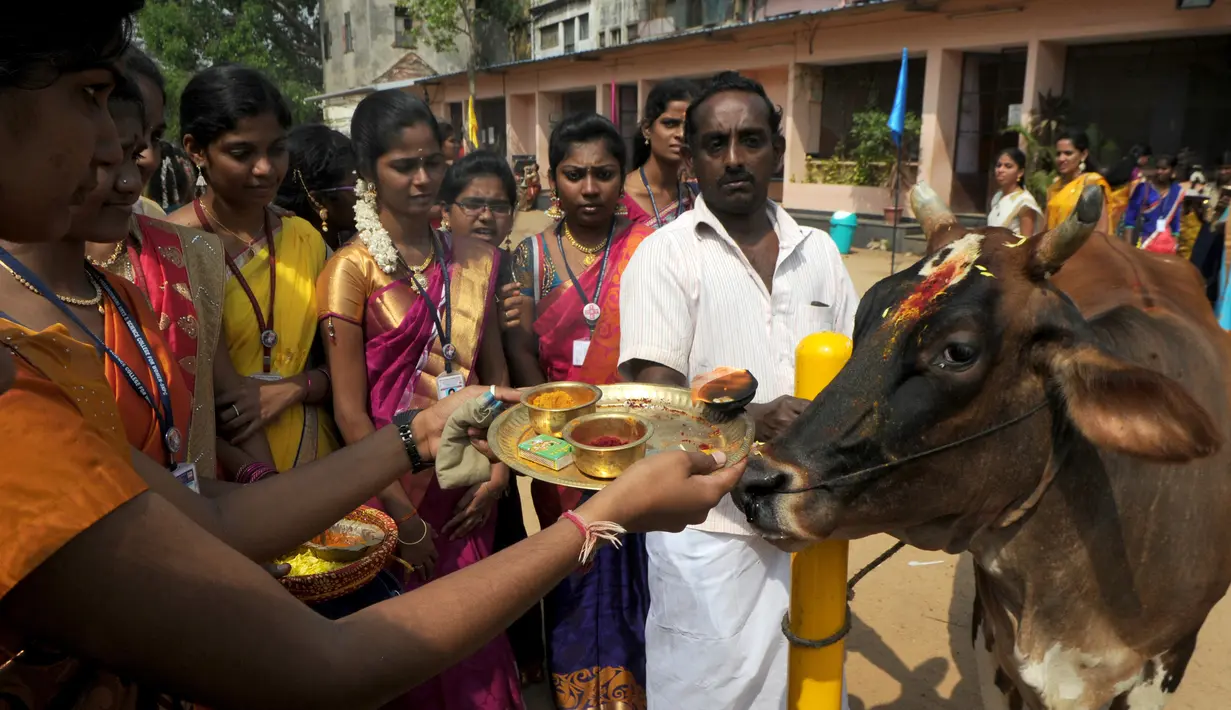 Wanita India memberi 'Aarthi' untuk sapi selama perayaan festival panen Tamil di sebuah perguruan tinggi di Chennai, India (11/1). (AFP Photo/Arun Sankar)